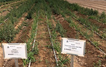 garden of crops with onions